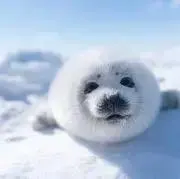 Hanaの画像
