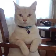 カマの画像
