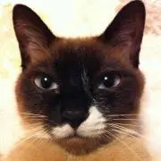 te-tu