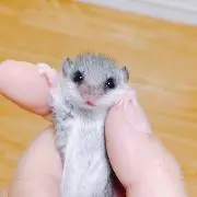 ペイントハウス　数量相談可の画像