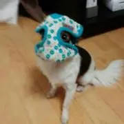 Y