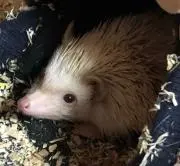 まりもの画像