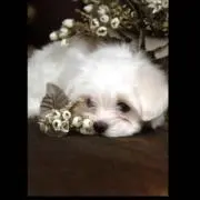 Lisaの画像