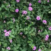 ひかりの画像