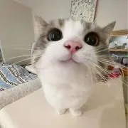 ねこの画像