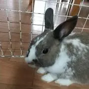 すうの画像