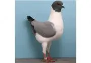 たるぼー