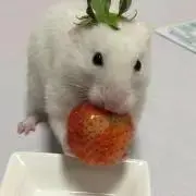 竹中の画像