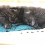 ココアの画像