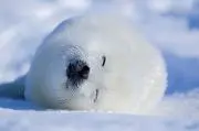 しろおはぎ(税込み)の画像