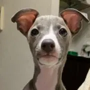 キリパパの画像
