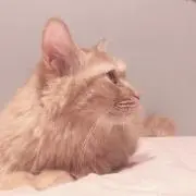 みかん