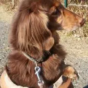 TamTamの画像