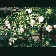 a.m.の画像