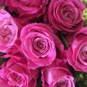 Blue-roseの画像