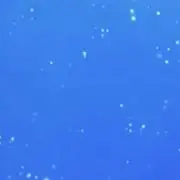 みーの画像