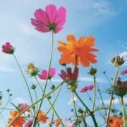 dpの画像