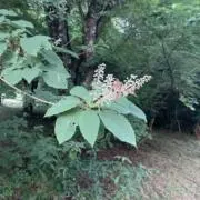 りんごの木の画像