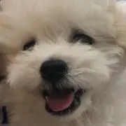 クランベリー