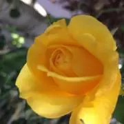 はるひの画像
