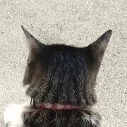 アオの画像