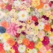 まこ