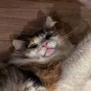 おコマの画像