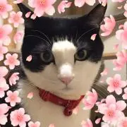 コタローの画像