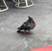 omoの画像