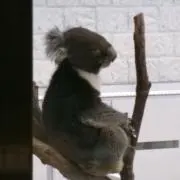 EVEの画像