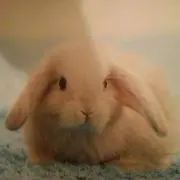 けせらんぱせらん※プロフ必読(^^)の画像