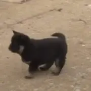 にすの画像