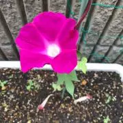 ひろみの画像