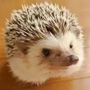ストブ！