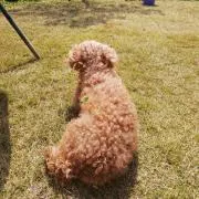 あこの画像