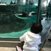 ぽこにゃんどらやん