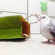 ここあ
