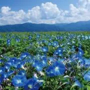 654の画像
