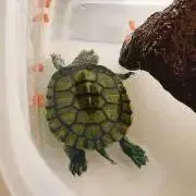 kgkの画像