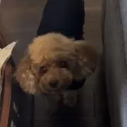 tina