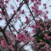 もちゅら