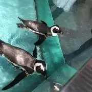 momotaの画像