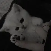 Ｋ ウィッグオーダー ご依頼受付中の画像