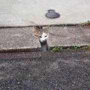 りょ