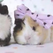 ♩