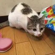 りん