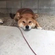 つばゆう