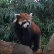 K（*^_^*）Sの画像