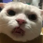 せっきー
