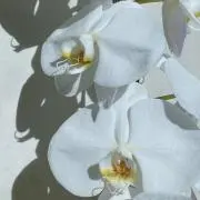 nanaの画像